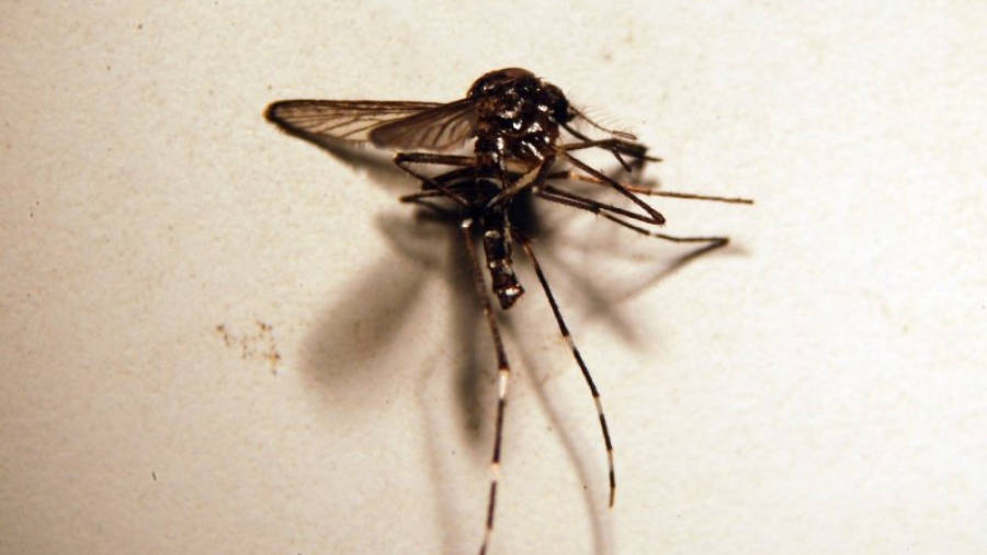 Un exemplar de mosquit tigre a través del microscopi. Foto: ACN