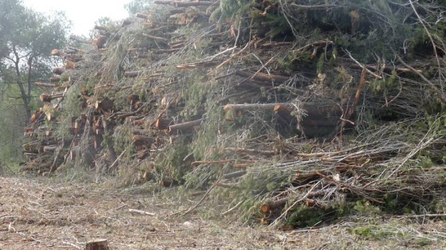 Conglomerado de árboles talados. Foto: Boscos en Perill