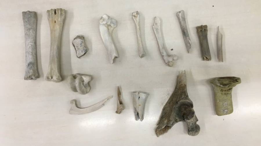 Conjunto de huesos encontrados en la playa de La Pineda en estos últimos cinco días. Foto: AJ. Vila-seca