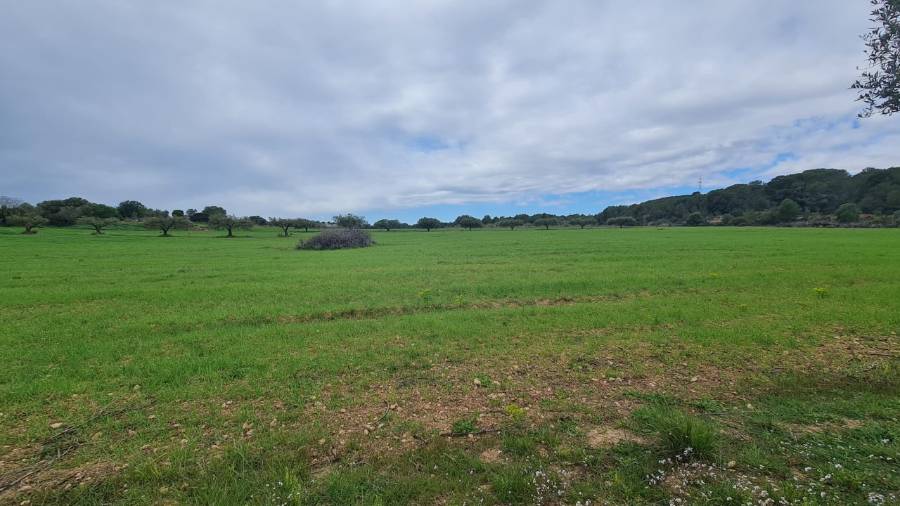 Terrenos donde está orevisto el proyecto.