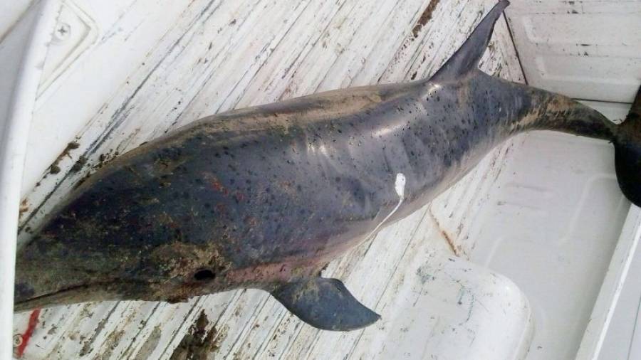 Imatge del dofí ratllat mort descobert dilluns en un vehicle particular a Sant Jaume d´Enveja. Foto: agents rurals