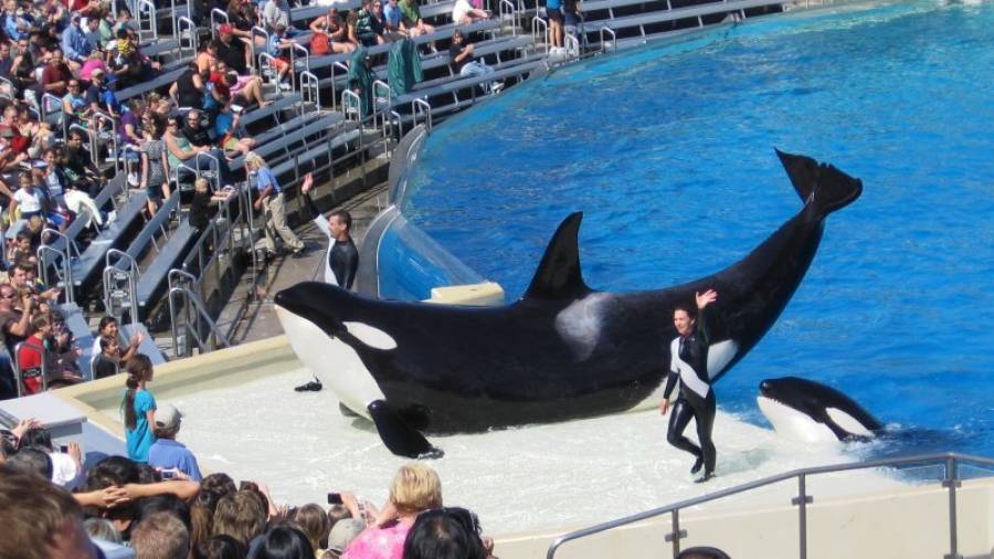 Espectáculo de una orca en SeaWorld