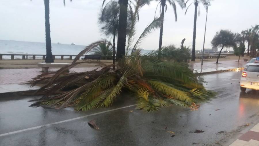 Una palmera ha caigut enmig del Passeig Mar&iacute;tim. Foto: &Agrave;ngel Juanpere