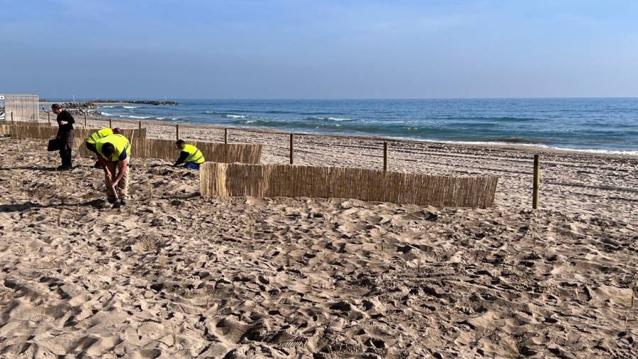 Colocación de las barreras para retener arena en Calafell.