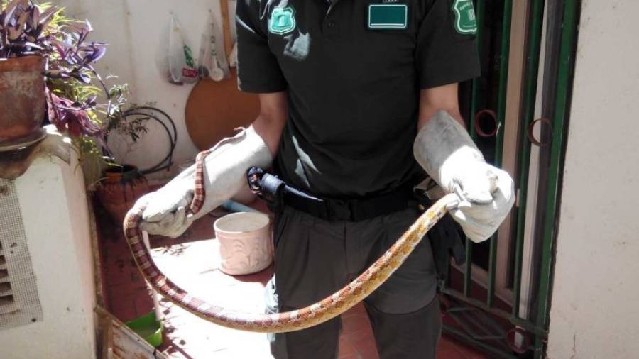 El agente rural, provisto de unos guantes especiales, logró coger la serpiente y la introdujo en un recipiente. Foto: Juan Rodrigo