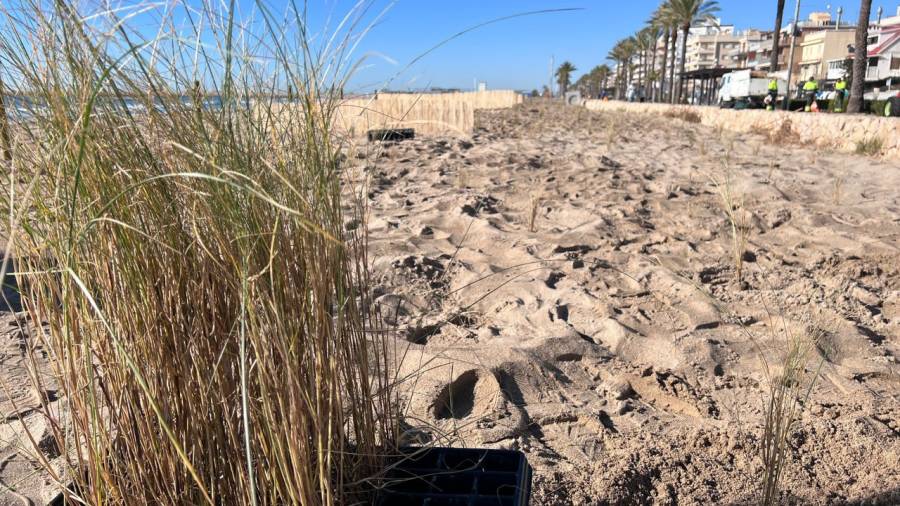 Las plantas autóctonas ayudan a retener arena y asentar la playa.