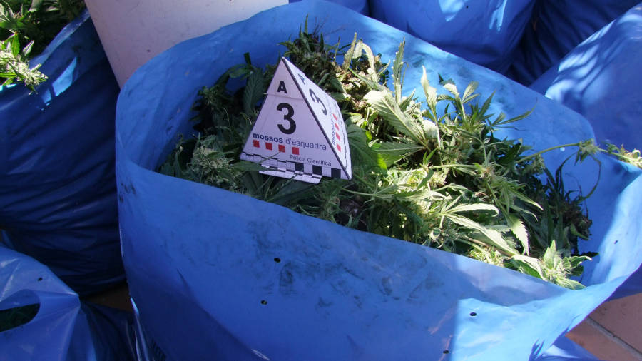 Una de les bosses amb les plantes. En total es van recollir 358 quilos. Foto: CME