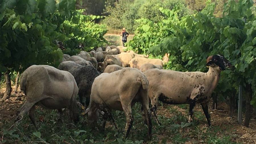 Viñas y ovejas, todos ganan el Baix Penedès