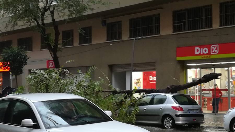 Un árbol caído en la calle Ramon y Cajal de Tarragona.