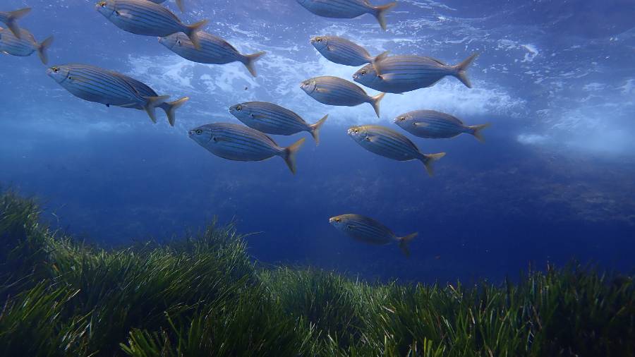 FOTO: Pl&agrave;ncton Diving