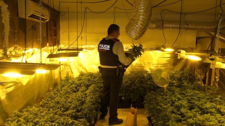 Imagen de archivo de la plantación ´indoor´ de marihuana decomisada en Reus el pasado 30 de marzo. Foto: Mossos d'Esquadra