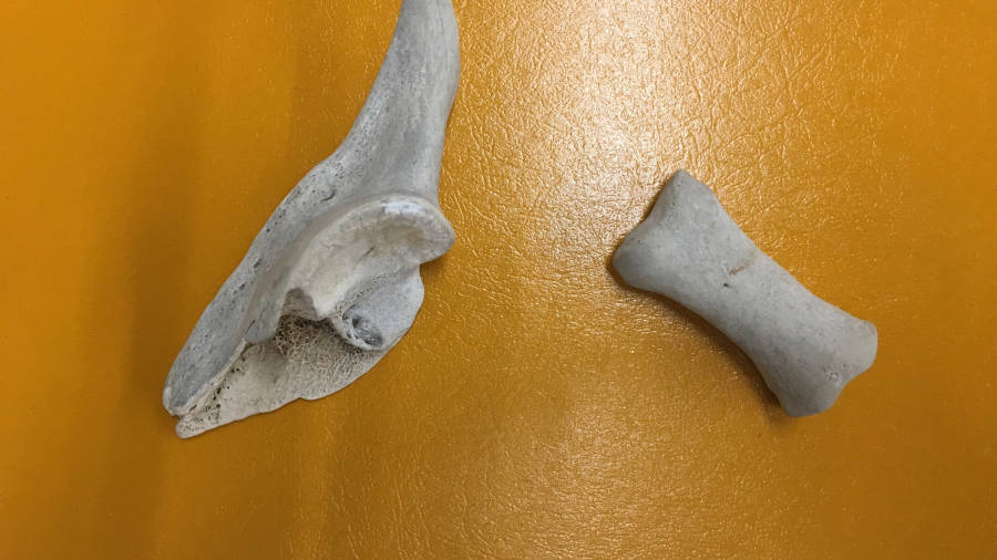 Imagen de los dos últimos fragmentos de hueso que han llegado al Instituto de Medicina Legal. FOTO: CEDIDA
