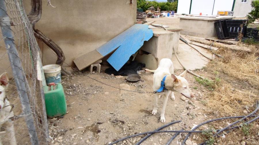 Els propietaris tenien gossos en condicions higi&egrave;niques i sanit&agrave;ries deficients, sense aigua i menjar. Foto: Mossos d'Esquadra.