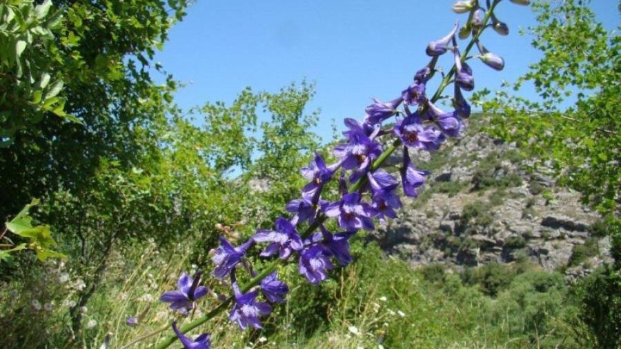 L'esperó de Bolòs pot arribar a fer fins a quaranta flors blau-violades. FOTO: TES