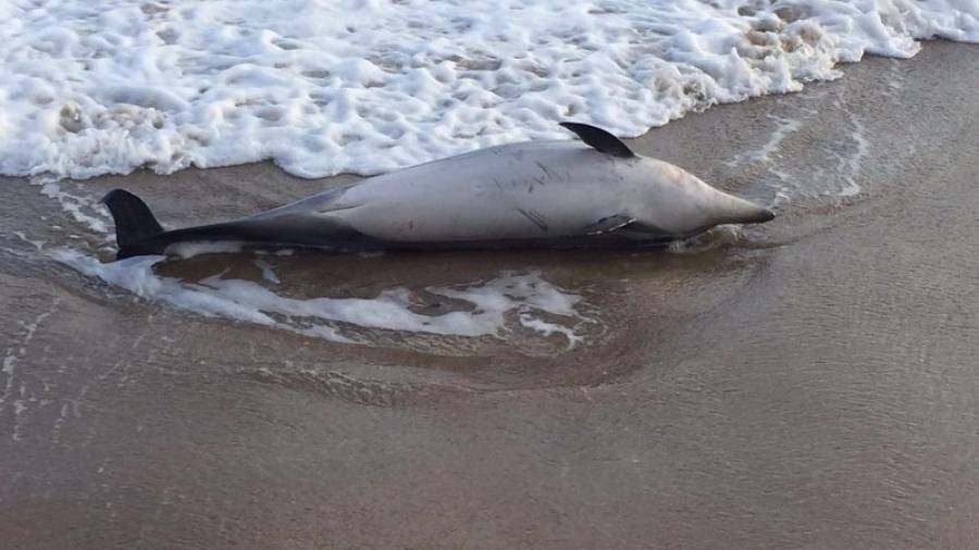 El delfín rayado que llegó a Altafulla llevaba entre dos y tres días muerto. Foto: Cedida