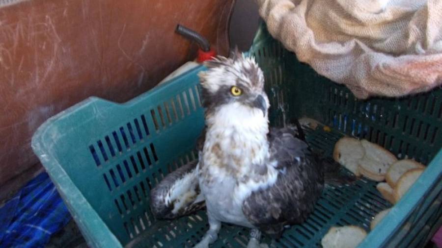 El águila pescadora fue encontrada por la Associació Ecologista l\'Escurçó de Mont-roig del Camp. Foto: Cedida