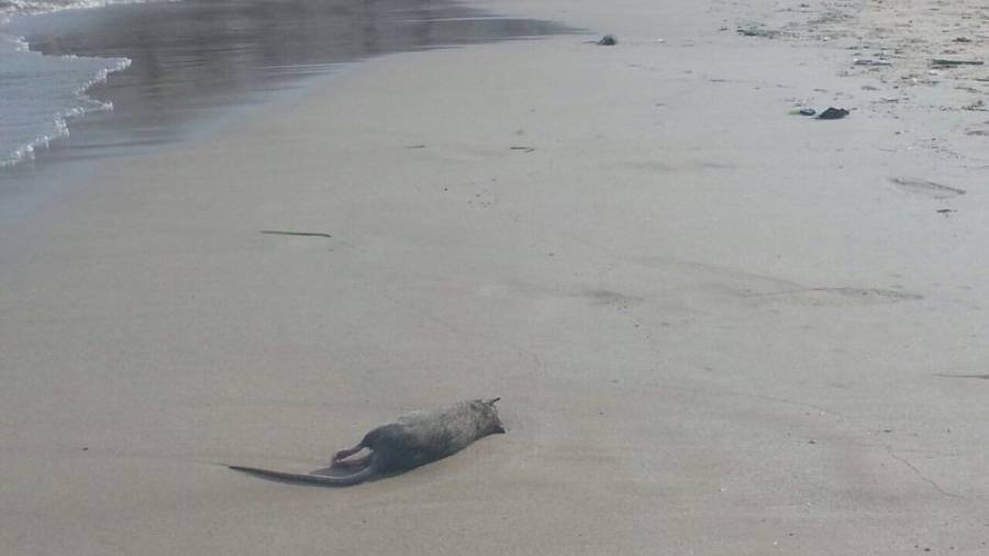 Uno de los roedores que el pasado sábado apareció muerto en la playa del Miracle. Foto: DT
