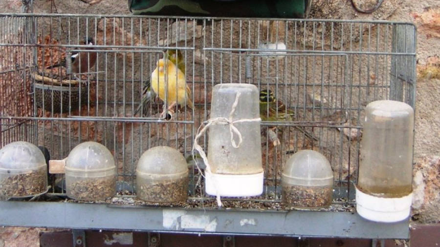 Gàbia amb els ocells fringíl.lids utilitzats com a reclam que van decomissar els Agents Rurals. Foto: ACN