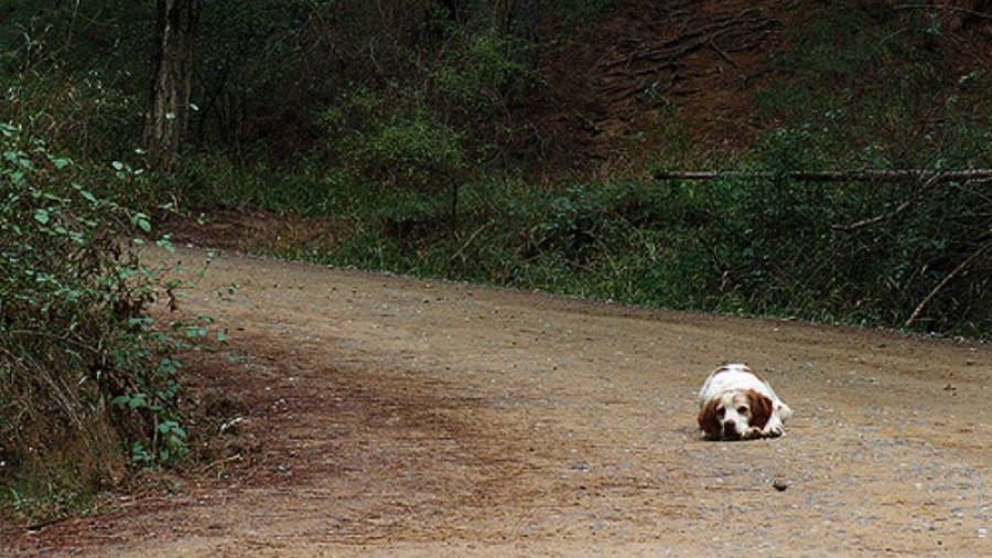 Imagen de arxhivo un perro abandonado en un camino. Foto: Julio César Cerletti García