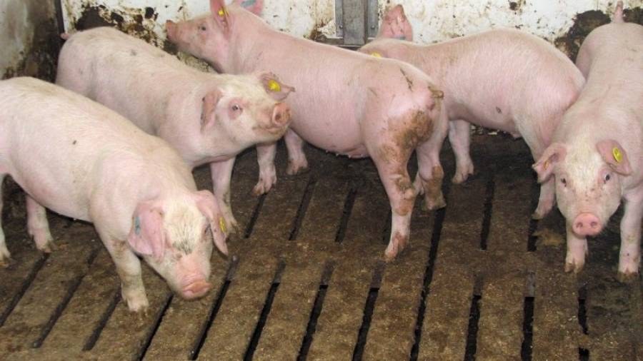 Imatge d'arxiu d'una explotació porcina que haurà d'aplicar el nou pla de bioseguretat. Foto: Cedida