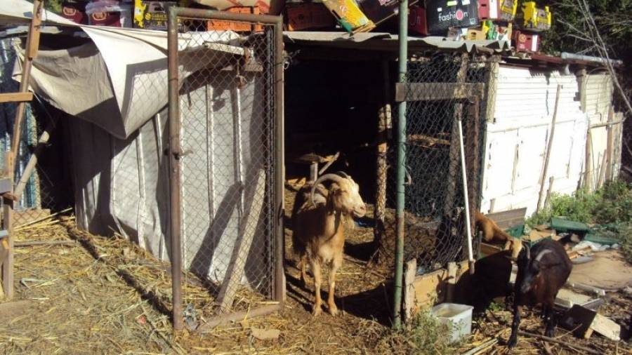 Algunas de las cabras que se encontraban en el solar. Foto: DT