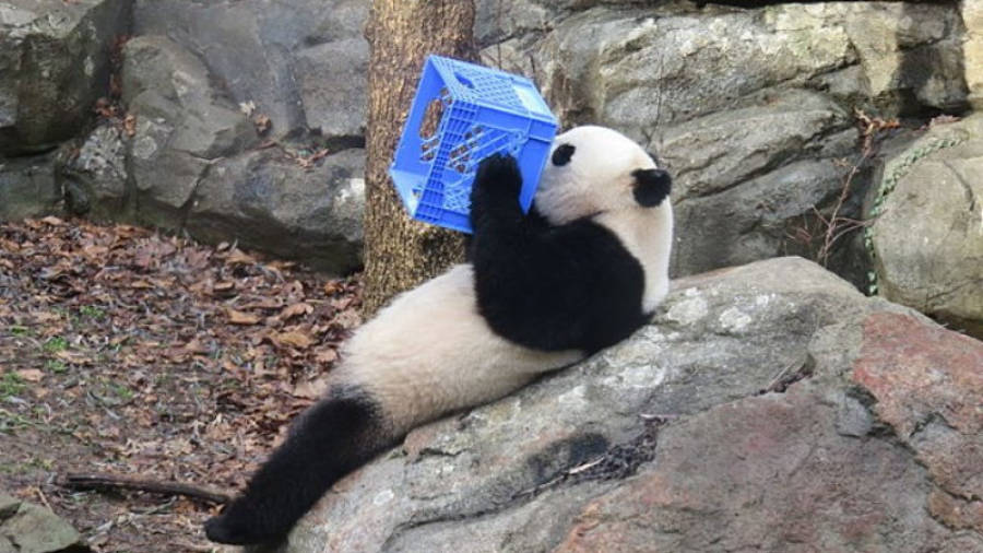 Bao Bao, el panda protagonista de la historia