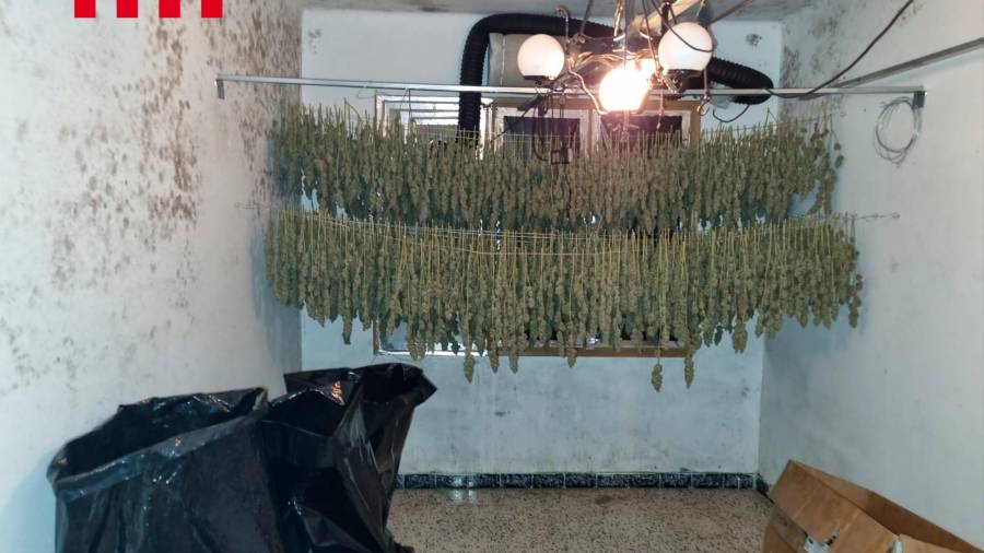 Parte de la marihuana en proceso de secado. FOTO: Mossos d’Esquadra