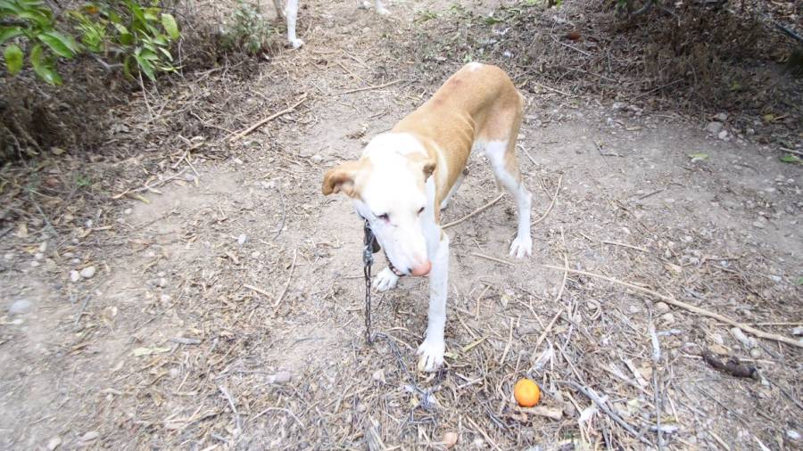 En algunes finques hi van trobar gossos en condicions santi&agrave;ries deplorables. Foto: Mossos d'Esquadra.