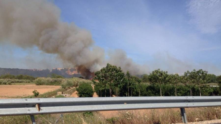 Les canyes cremant al costat del riu Francolí. Foto: DT