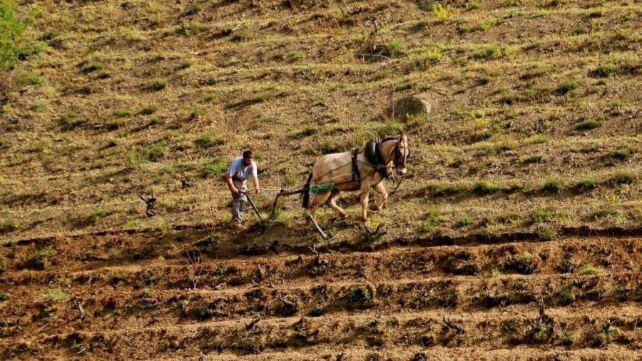 Egoitz Azkue, trabajando con una mula en un 'coster' con viñedos del Priorat. Foto: Cedida