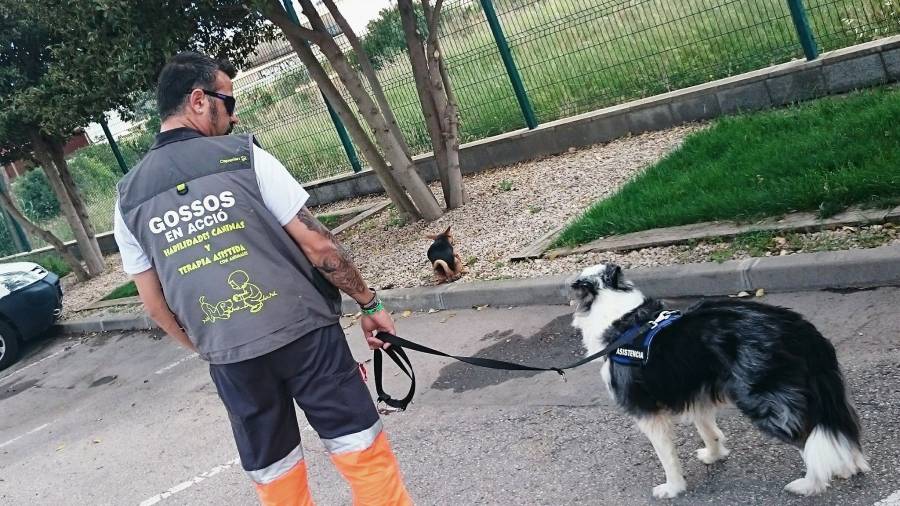 Gossos en acci&oacute; de Calafel realiza diferentes actividades.