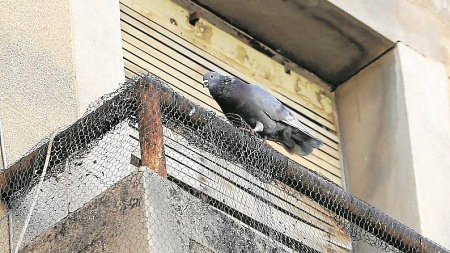 Muchas casas deshabitadas se han convertido en refugios para las palomas, que generan mucha suciedad. FOTO: Alba marin&eacute;
