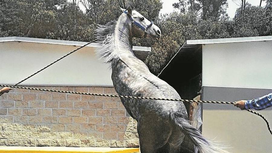 ‘B to B’, de Brenda Moreno, con el caballo como esencial. Foto: scan