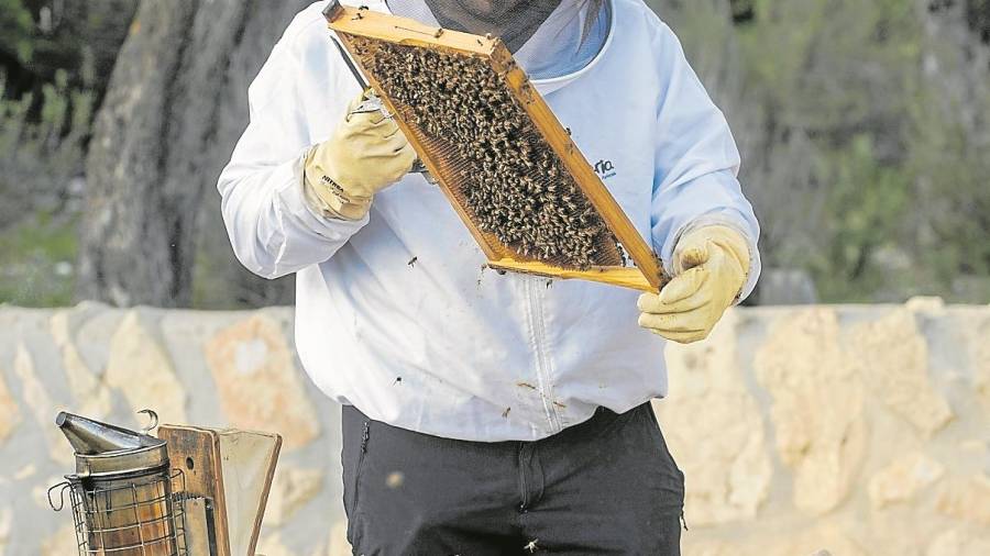 Una de las 2.000 colmenas de abejas que tiene en la actualidad Mel Muria distribuidas de forma trashumante por toda Catalunya.&nbsp;Fotos: Joan Revillas.
