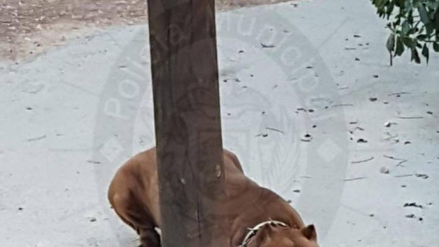 El animal atado en el poste. FOTO: POLICIA LOCAL VENDRELL