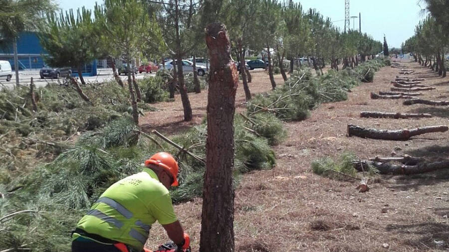 Trabajos de limpieza forestal en Lloren&ccedil;.