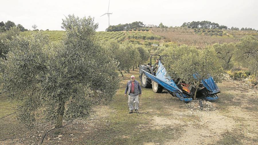 Terrenys d’oliveres de l’empresa Rius d’Or, que es troba en plena campanya de recollida d’olives. FOTO: JOAN REVILLAS