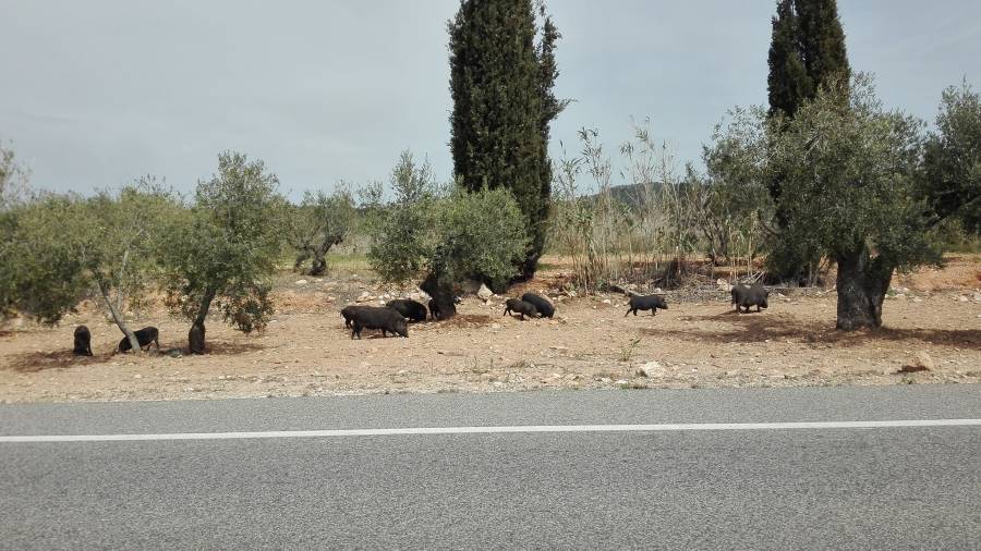 Los cerdos en una zona de olivos. FOTO: Freedom for Coma-ruga. 