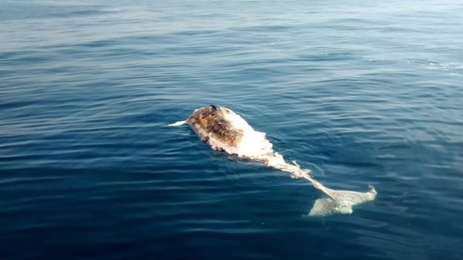 El cetáceo, en avanzado estado de descomposición, fue encontrado flotando a unas dos millas de Cap Salou. Foto: DT