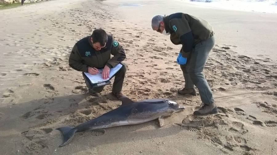 Los agentes rurales realizando las mediciones del delfín. Foto: Cedida AR