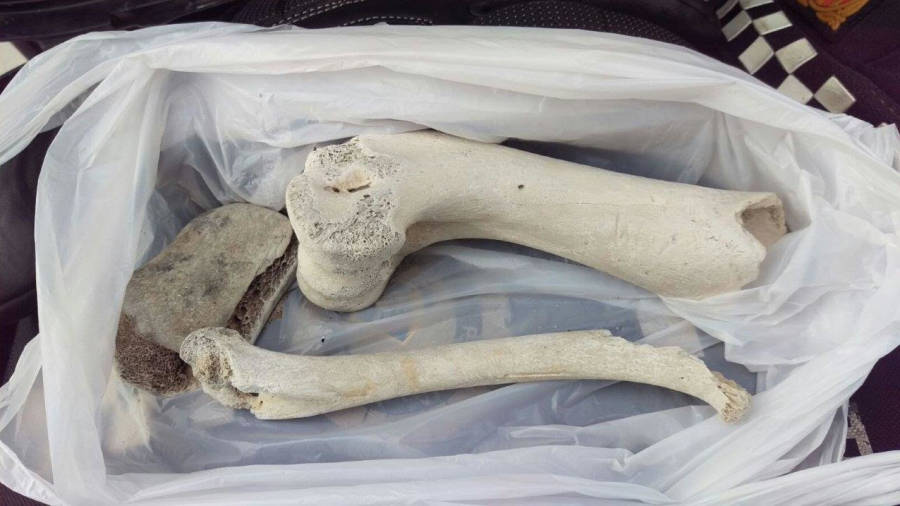Imagen de un par de fragmentos de huesos que se han ido recogiendo en la playa y que ha custodiado la Policía Local de Vila-seca. FOTO: DT