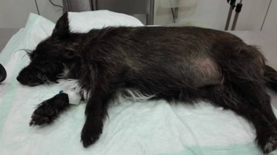 Uno de los perros que murió envenenado en L'Arboç.