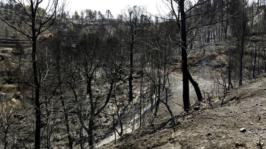 Desolador paisaje en la Ribera d'Ebre tras el incendio. EFE