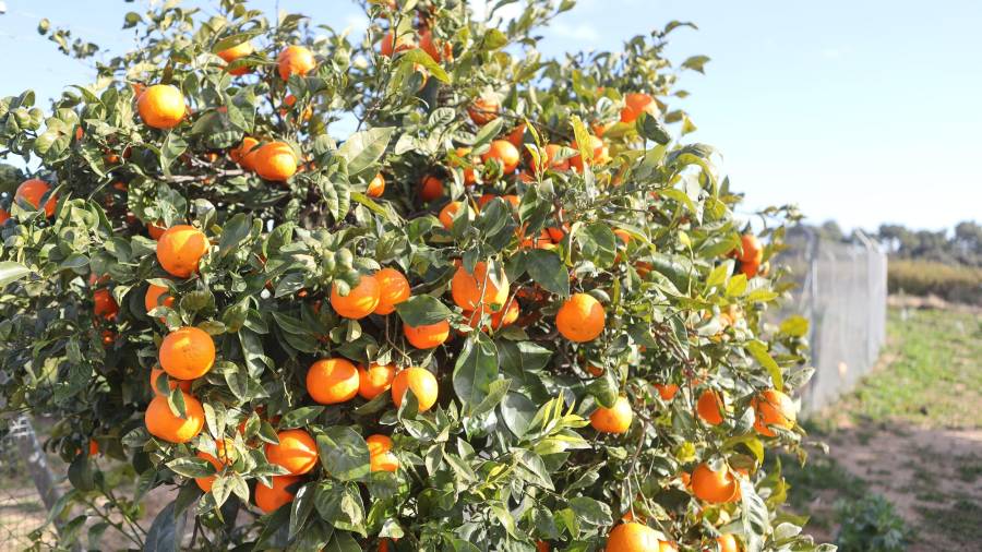 Una finca agrícola del término de Cambrils todavía con naranjas en el árbol. FOTO: Alba Mariné