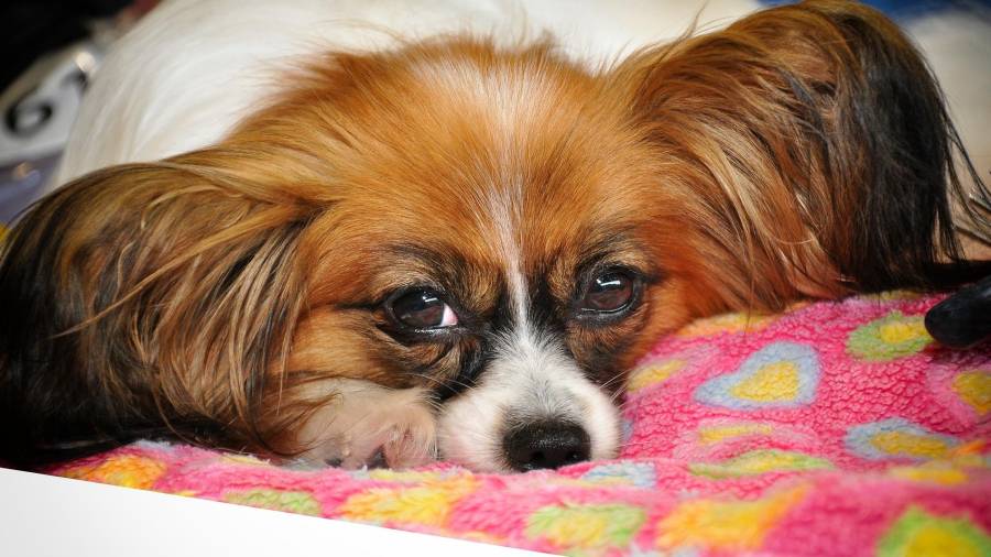 La prevención es indispensable para que las mascotas no caigan enfermas. FOTO: pixabay
