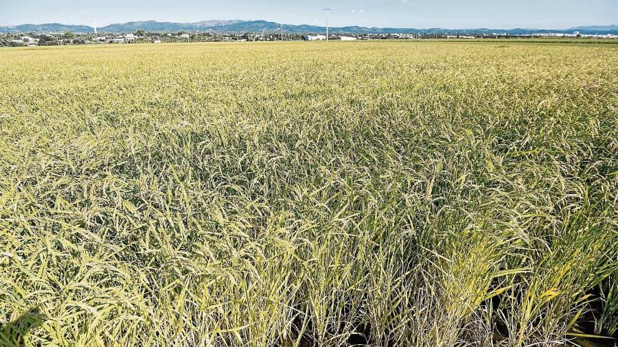 Encara falta un mes i mig per a la sega dels camps d’arròs com aquest de l’hemidelta esquerre de l’Ebre. FOTO: JOAN REVILLAS