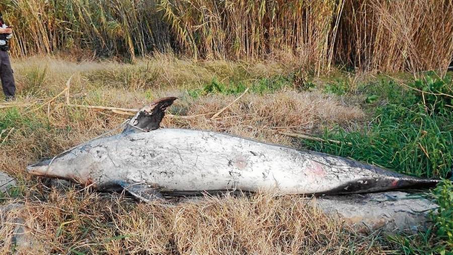 Un ejemplar de delfín listado (Stenella coeruleoalba) de más de dos metros de largo fue localizado en el tramo final del río.