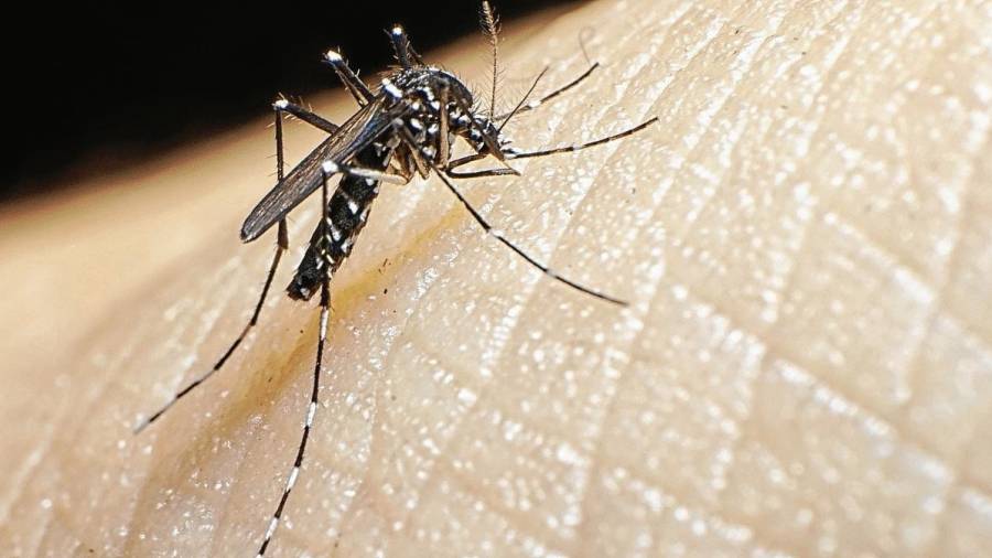 El mosquito tigre se caracteriza por tener rayas blancas por todo el cuerpo. FOTO: GETTY IMAGES