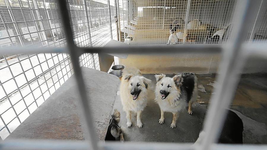 Dos de los perros que ayer esperaban ser adoptados. FOTO: pere ferré