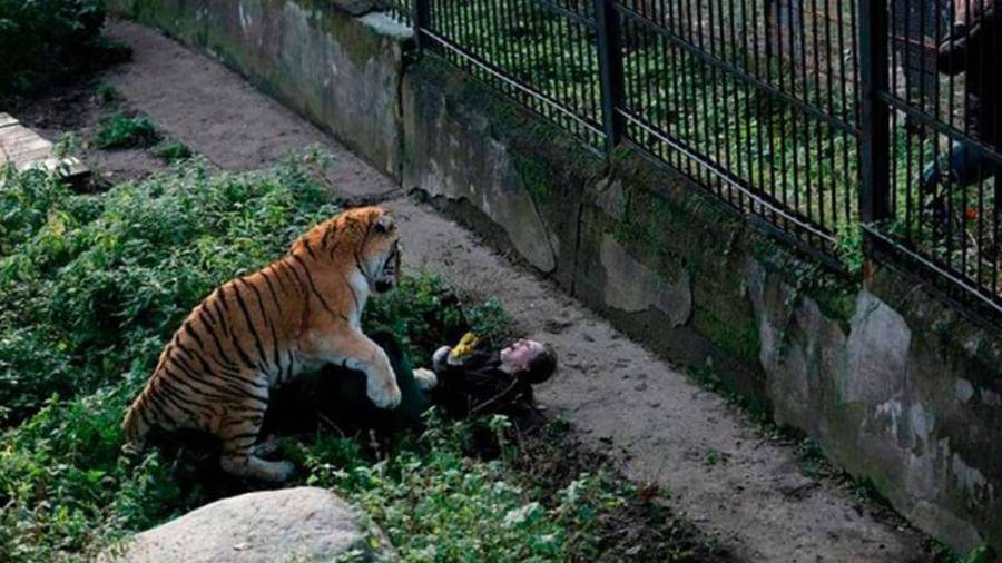 Momento en que el tigre ataca a su cuidadora.
